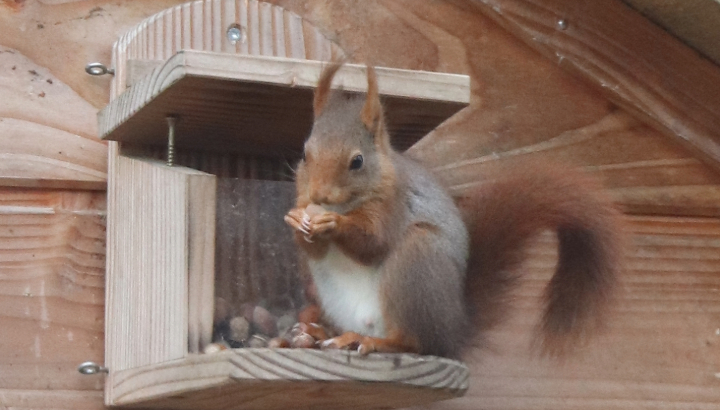 Biodiversité à Treffin (22) : Le Refuge LPO de l'école du Bois